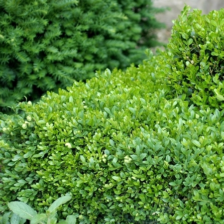 Beautiful Hedges – Supplied, Delivered And Planted At Wholesale Prices