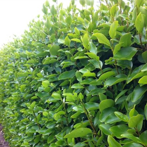 Best Griselinia For Sale Online NZ With Quickhedge