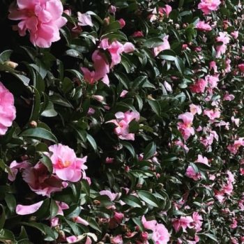 Pink Camellia – Only $59 Per Meter Delivered & Planted (2 plants per ...