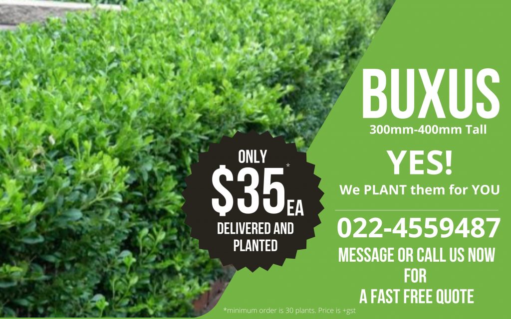 Buxus Sempervirens is also known as the common box.