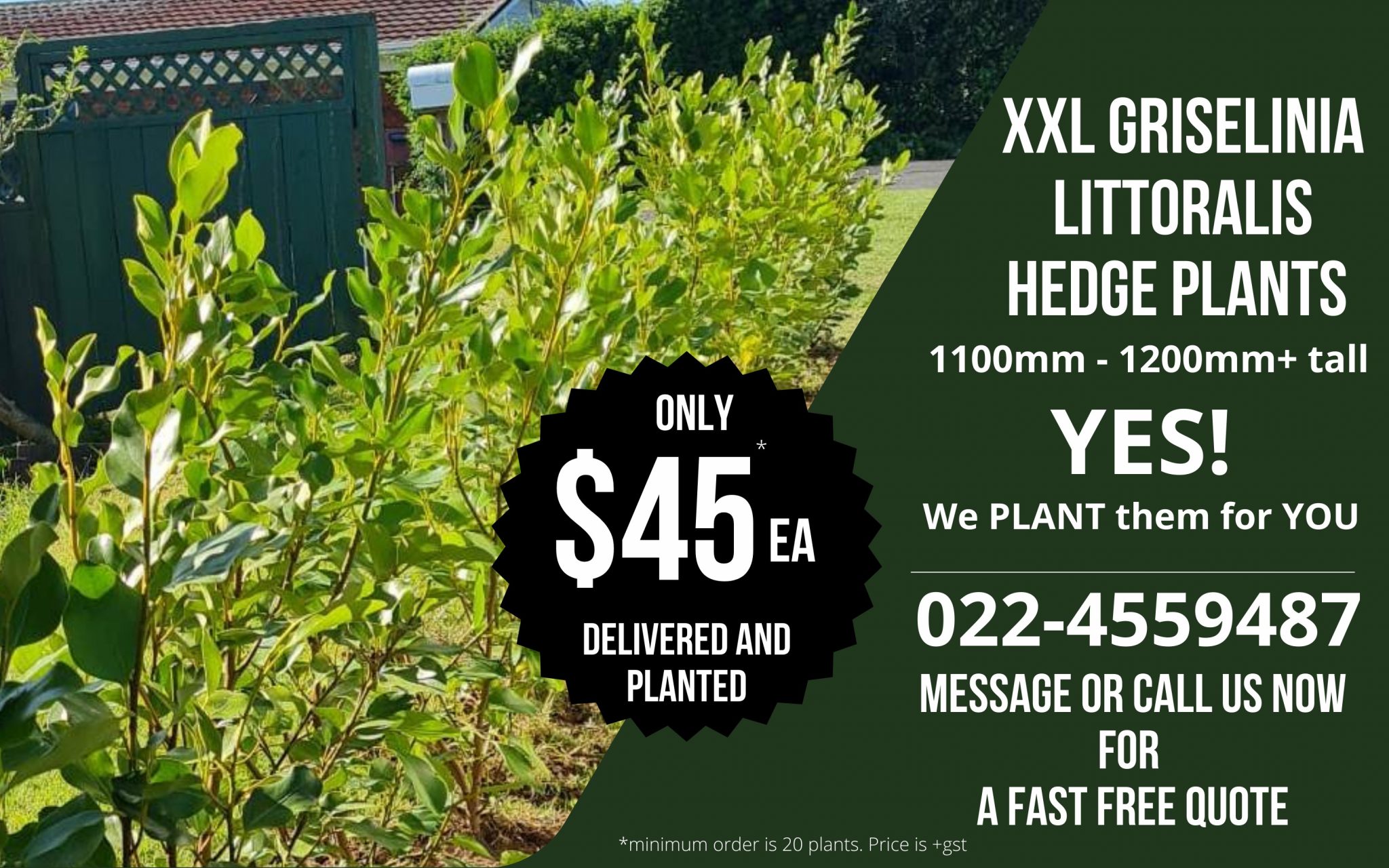 Griselinia Littoralis Hedge Buy Online New Zealand