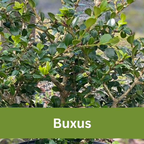 Buxus hedge plants for privacy in New Zealand