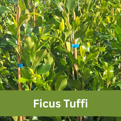Ficus Tuffi hedge plants for privacy in New Zealand