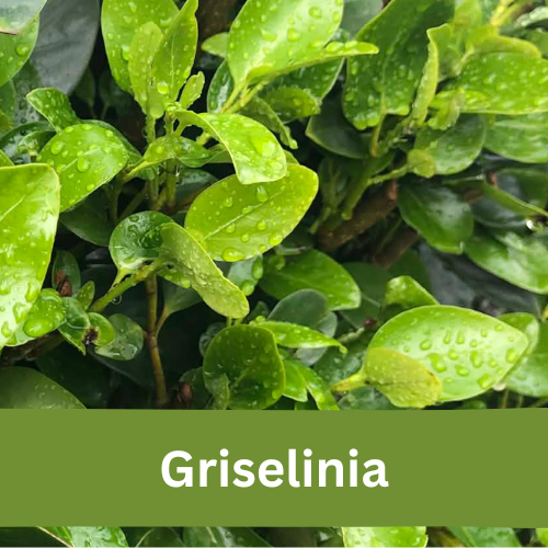 Griselinia hedge plants for privacy in New Zealand