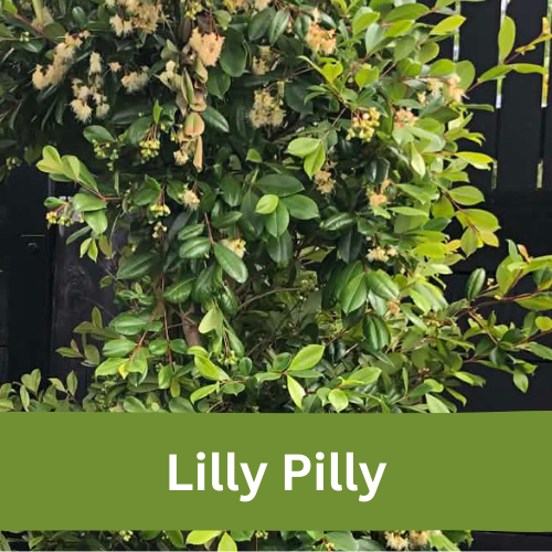 Lilly Pilly hedge plants for privacy in New Zealand