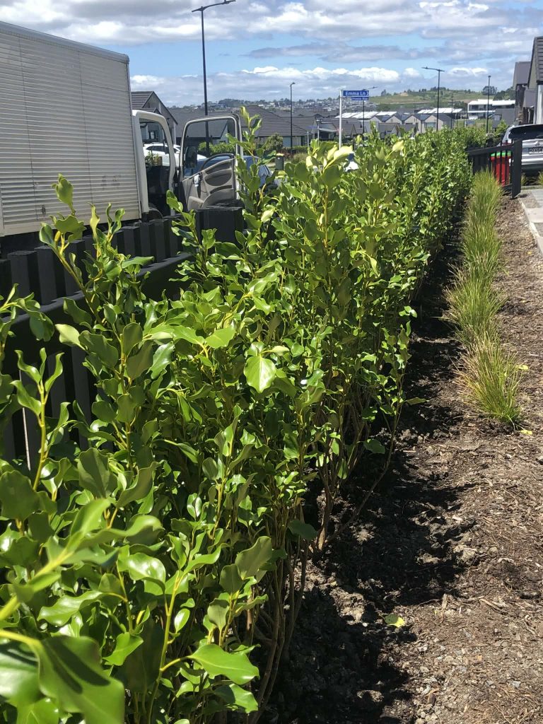 North Shore, Auckland