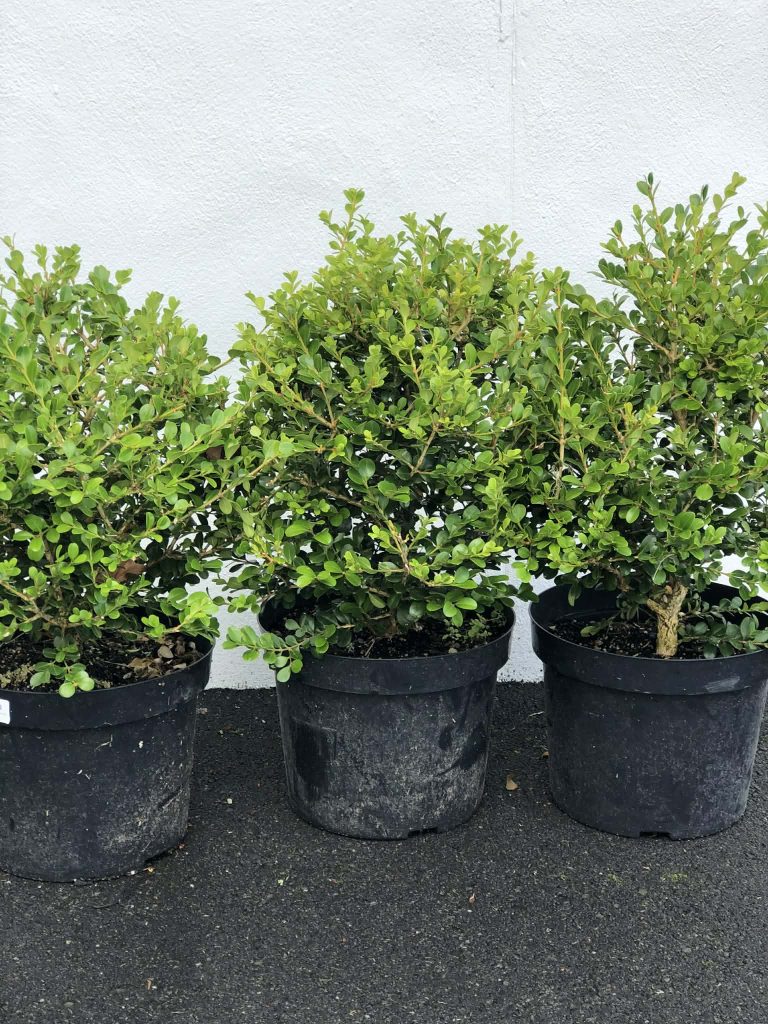 Buxus for sale nz