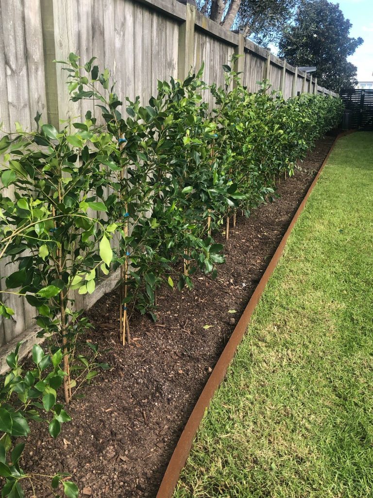 Large 1.2m Ficus Tuffi hedge installed in Omaha, Auckland at 500mm spacing