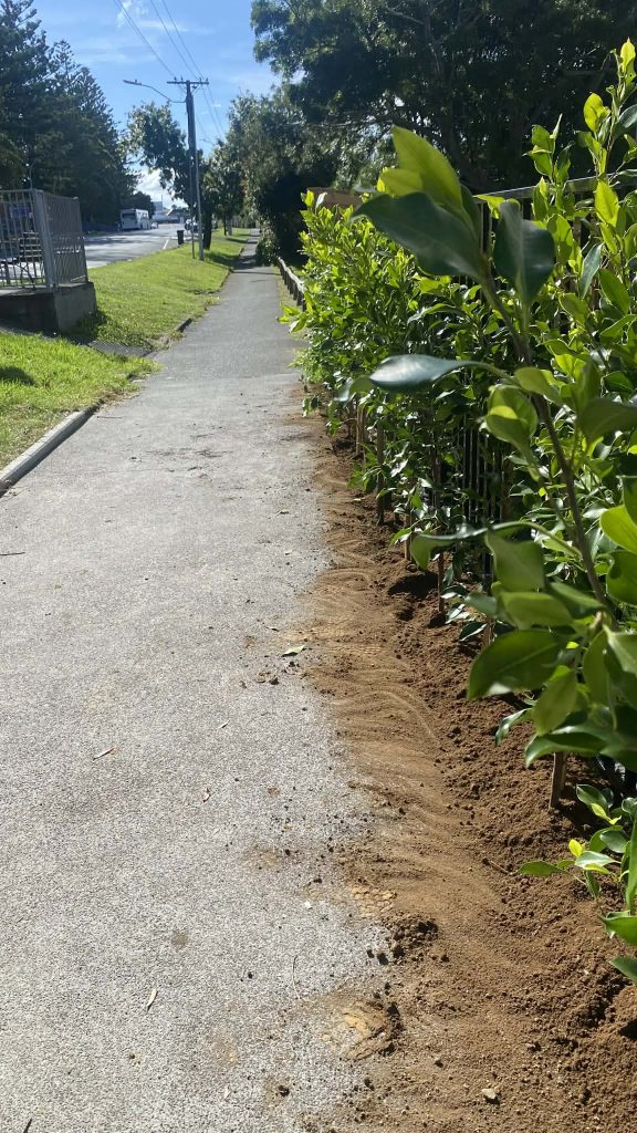 Large 1.5m Ficus Tuffi hedge installed in Glendowie Auckland at 500mm spacing