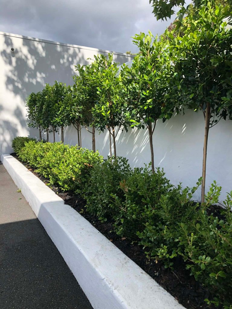 Large 1.8m pleached Ficus Tuffi hedge installed in Coatesville  Auckland at 700mm spacing